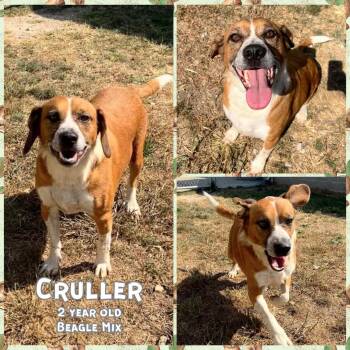 Rescue Beagle Dogs for Adoption in Franklin, Indiana - Cruller | PetCurious