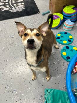 Terrier Dogs Available for Adoption - Nicholas | PetCurious