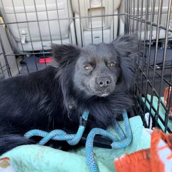 Papillon Dogs Available for Adoption - Fred  | PetCurious