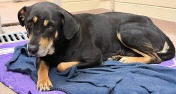 Mixed Breed Dogs Available for Adoption in Balch Springs, Texas - Hayden | PetCurious