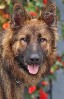 Dodger von Dersau -  German Shepherd Dog Dog for Adoption in Los Angeles, California - Dodger Von Dersau | PetCurious