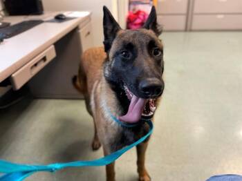 Belgian Shepherd Malinois Dogs Available for Adoption - SKOR | PetCurious