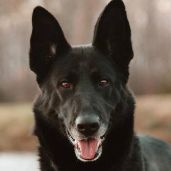 Shepherd and Mixed Breed Dogs Available for Adoption in Madisonville, Kentucky - Midnight | PetCurious