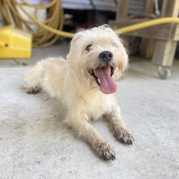 Watson -  Wheaten Terrier and Mixed Breed Dog for Adoption in New Orleans, Louisiana - Watson | PetCurious