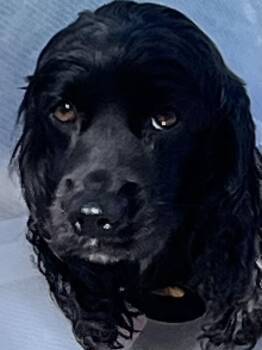 Cocker Spaniel Dogs Available for Adoption - Tommy (2/26) | PetCurious