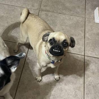 Lucy -  Pug and Mixed Breed Dog for Adoption in Prescott, Arizona - Lucy | PetCurious
