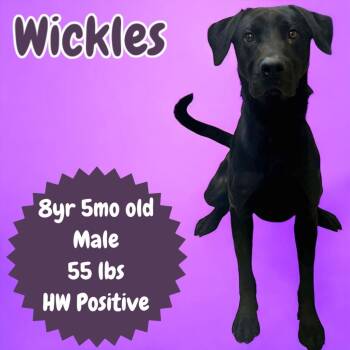 Labrador Retriever Dogs Available for Adoption - Wickles | PetCurious