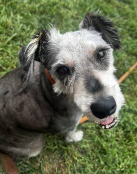 Marlow -  Schnauzer Dog for Adoption in Lexington, Kentucky - Marlow | PetCurious