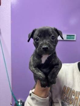 Mixed Breed Dogs Available for Adoption in El Paso, Texas - 60842352 | PetCurious