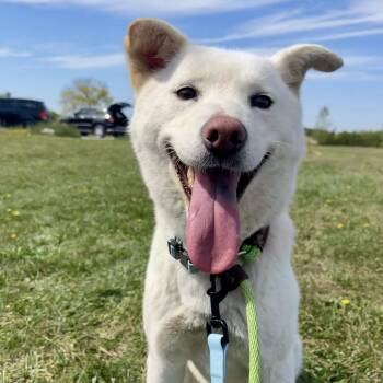 Rescue Jindo Dogs for Adoption in Niagara Falls, Ontario - Candy (20240206-01) | PetCurious