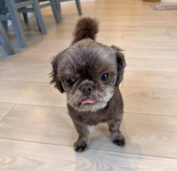 Peanut & Rudy -  Shih Tzu Dog for Adoption in Oak Creek, Wisconsin - Peanut & Rudy | PetCurious