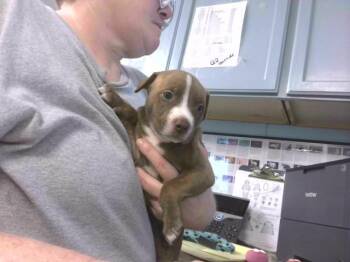 LOUISE -  Pit Bull Terrier Dog for Adoption in Tallahassee, Florida - LOUISE | PetCurious