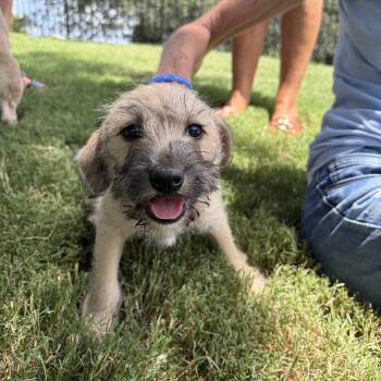 Biscotti -  Schnauzer and Cairn Terrier Dog for Adoption - Biscotti | PetCurious