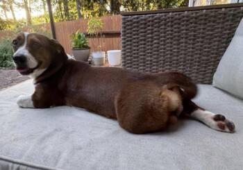 Bella -  Dachshund and Beagle Dog for Adoption in Decatur, Georgia - Bella | PetCurious