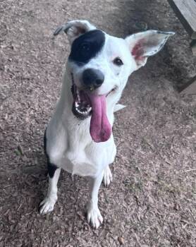 Nova Grace -  Collie Dog for Adoption in Little Rock, Arkansas - Nova Grace | PetCurious