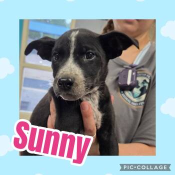 Sunny -  Labrador Retriever Dog for Adoption in Ringwood, New Jersey - Sunny | PetCurious