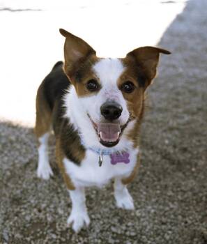 Jorge -  Corgi Dog for Adoption in Cincinnati, Ohio - Jorge | PetCurious