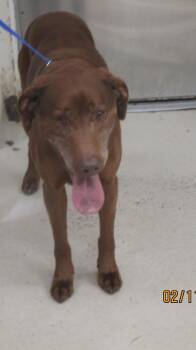 Labrador Retriever Dogs Available for Adoption - Ryder(858) | PetCurious