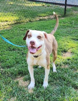 Pit Bull Terrier Dogs Available for Adoption in Denver, North Carolina - Xotol | PetCurious