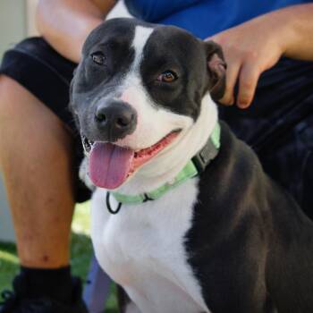 American Staffordshire Terrier and Mixed Breed Dogs Available for Adoption in Englewood, Florida - Wilma | PetCurious