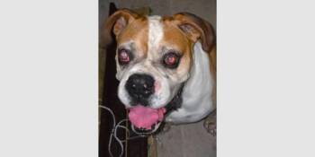Bo II -  Boxer Dog for Adoption in Hewitt, Texas - Bo II | PetCurious