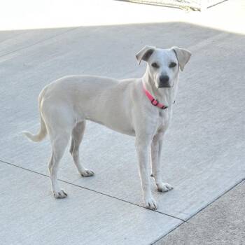 Mixed Breed Dogs Available for Adoption in Buffalo, Minnesota - Corwin | PetCurious