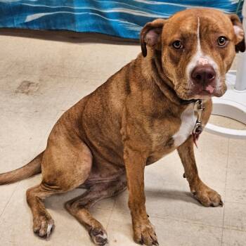 Rescue Pit Bull Terrier Dogs for Adoption in Lake Panasoffkee, Florida - Maple | PetCurious