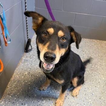 Leo -  Shepherd and Mixed Breed Dog for Adoption in Tuscaloosa, Alabama - Leo | PetCurious