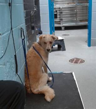 Rescue Labrador Retriever and Mixed Breed Dogs for Adoption in Albuquerque, New Mexico - NALA | PetCurious