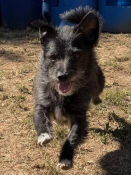 SEQUOIA -  Cairn Terrier and Mixed Breed Dog Available for Adoption in Sacramento, California - SEQUOIA | PetCurious