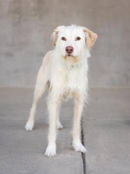 Frankie -  Mixed Breed Dog for Adoption in Longmont, Colorado - Frankie | PetCurious