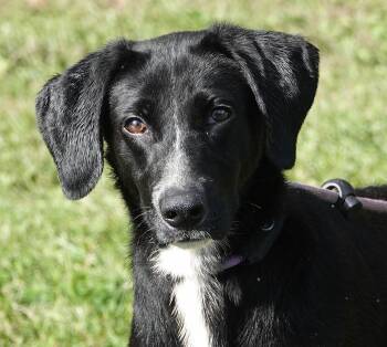 Autumn -  Black Labrador Retriever Dog for Adoption in Millfield, Ohio - Autumn | PetCurious