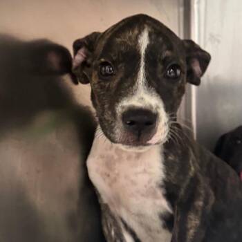 Damien -  Labrador Retriever and Mixed Breed Dog for Adoption in Washington, Pennsylvania - Damien | PetCurious