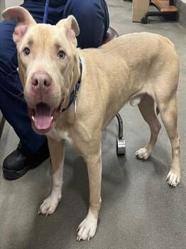 Pit Bull Terrier Dogs Available for Adoption - SCOUT | PetCurious