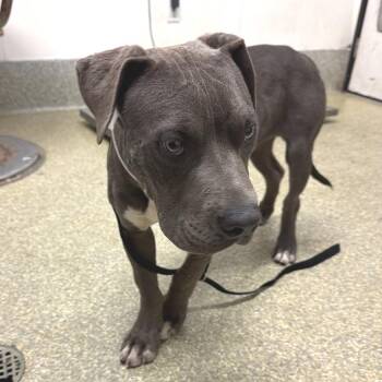 IVHS-Stray-141532 -  Pit Bull Terrier Dog for Adoption in San Gabriel, California - IVHS-Stray-141532 | PetCurious