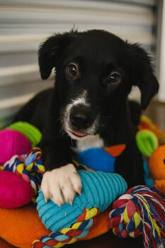 Rescue Border Collie and Cattle Dog Dogs for Adoption in Mount Laurel Township, New Jersey - Clara | PetCurious