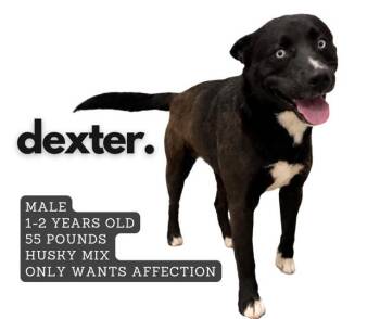 Mixed Breed Dogs Available for Adoption in Ashland, Kentucky - Dexter | PetCurious