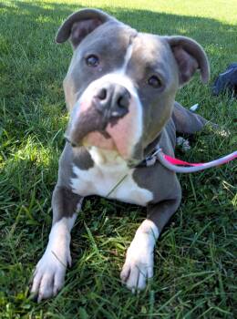 Moose -  American Staffordshire Terrier Dog for Adoption in Valparaiso, Indiana - Moose | PetCurious