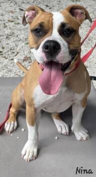 Nina -  Boxer and Pit Bull Terrier Dog for Adoption in Key Largo, Florida - Nina | PetCurious