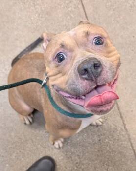 Pit Bull Terrier and Mixed Breed Dogs Available for Adoption - Hiilani | PetCurious