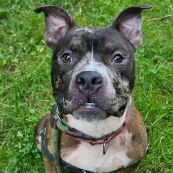 Bentley -  Mixed Breed Dog for Adoption in Vassalboro, Maine - Bentley | PetCurious