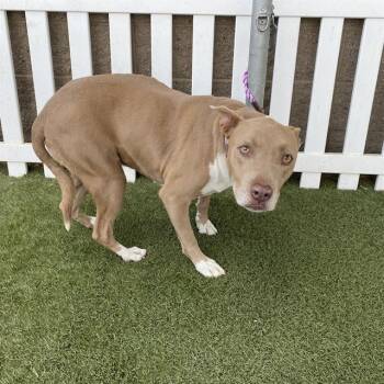 Rescue Pit Bull Terrier Dogs for Adoption in Modesto, California - SHELBY | PetCurious