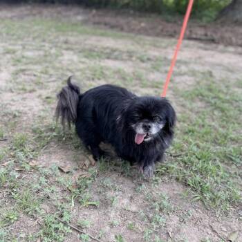 Oboe -  Pekingese Dog for Adoption in Carencro, Louisiana - Oboe | PetCurious