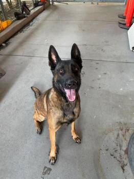 Gemma - Located in Utah -  Belgian Shepherd Malinois Dog for Adoption in Imlay City, Michigan - Gemma - Located In Utah | PetCurious