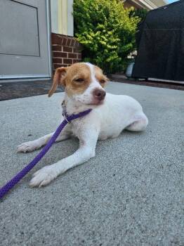 Ellie -  Jack Russell Terrier Dog for Adoption in Disputanta, Virginia - Ellie | PetCurious
