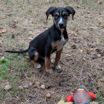 Rescue Mixed Breed Dogs for Adoption in Fredericksburg, Virginia - Merritt | PetCurious