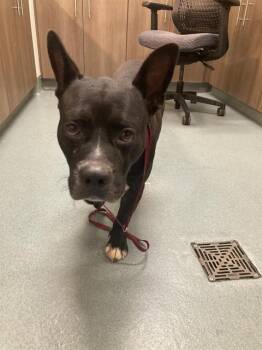 BARRY -  Pit Bull Terrier and Mixed Breed Dog for Adoption in Baytown, Texas - BARRY | PetCurious