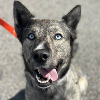 Titus -  Mixed Breed Dog for Adoption in Warwick, Rhode Island - Titus | PetCurious