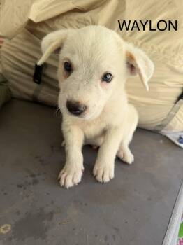 Waylon -  Great Pyrenees Dog for Adoption in Copper Hill, Virginia - Waylon | PetCurious