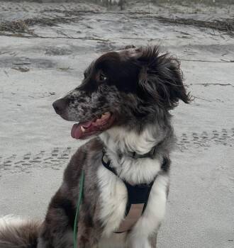 Stevie #5258 -  Australian Shepherd Dog for Adoption in Ontario, California - Stevie #5258 | PetCurious